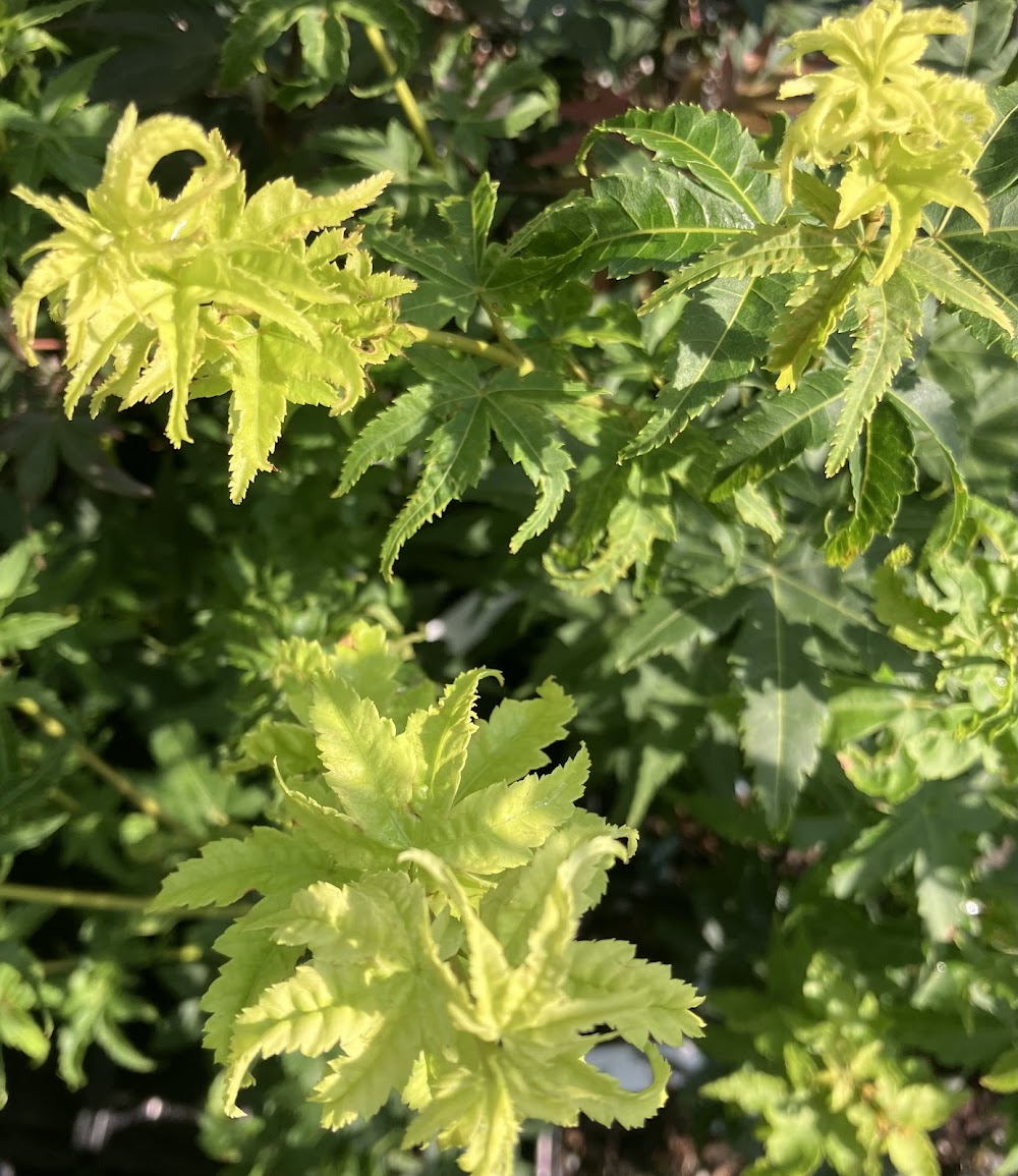 Acer palmatum 'Shadiva Gold'