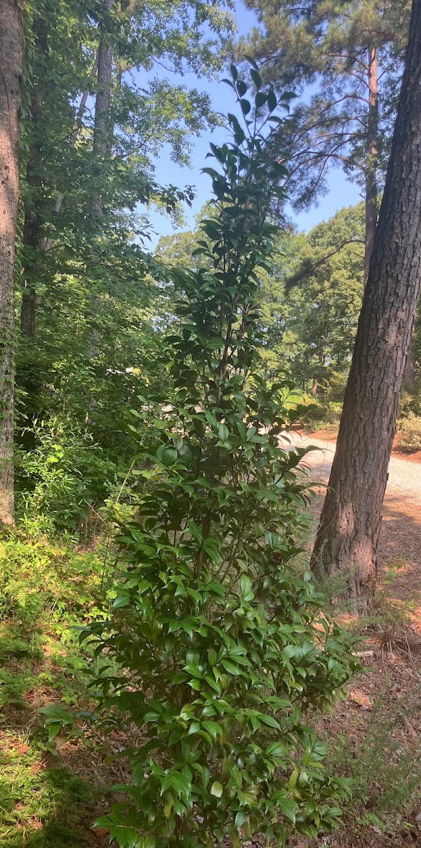 Camellia japonica 'Thieve's Delight' RARE!