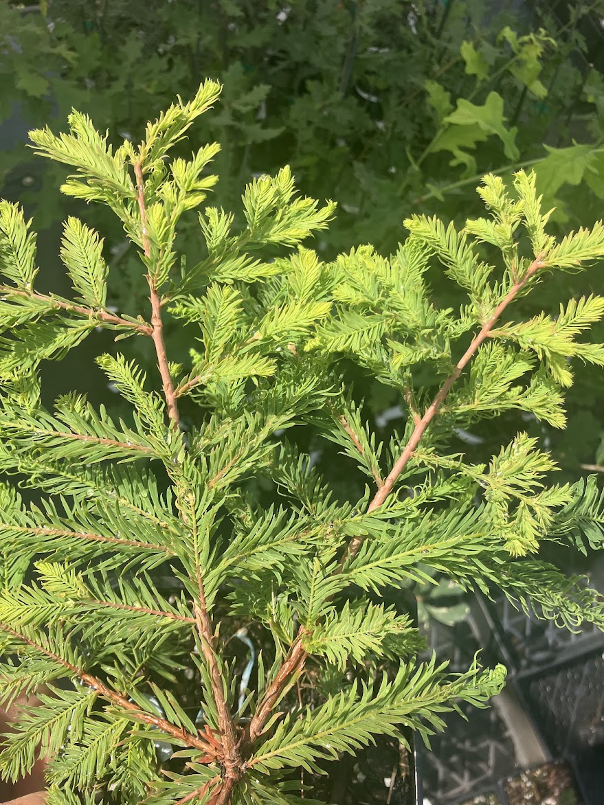 Taxodium distichum 'Secrest'
