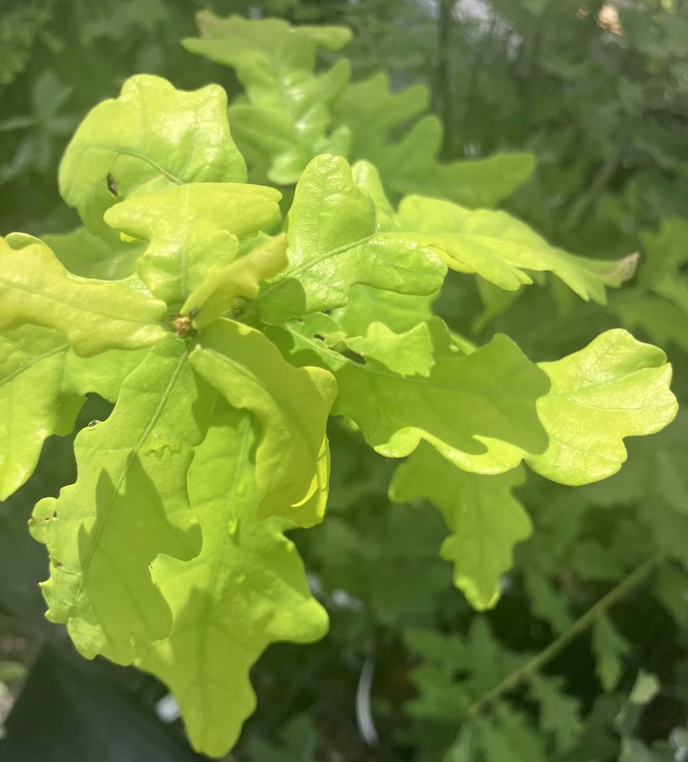 Quercus robur 'Concordia'