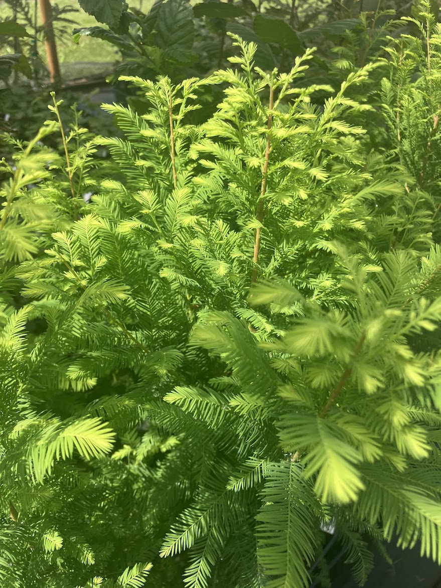 Taxodium distichum 'Skyward'