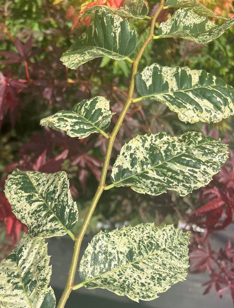 Zelkova serrata 'Goshiki'