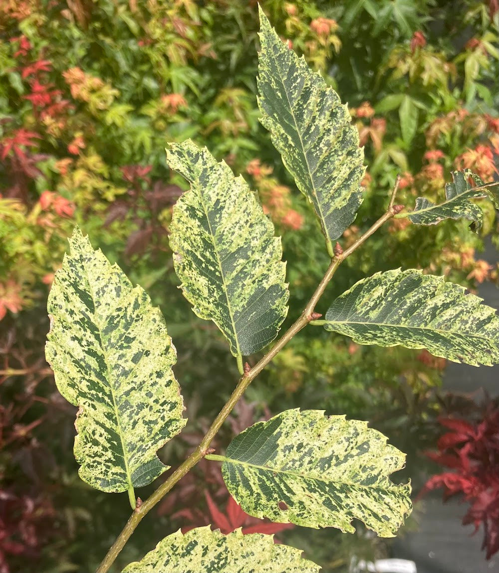 Zelkova serrata 'Goshiki'