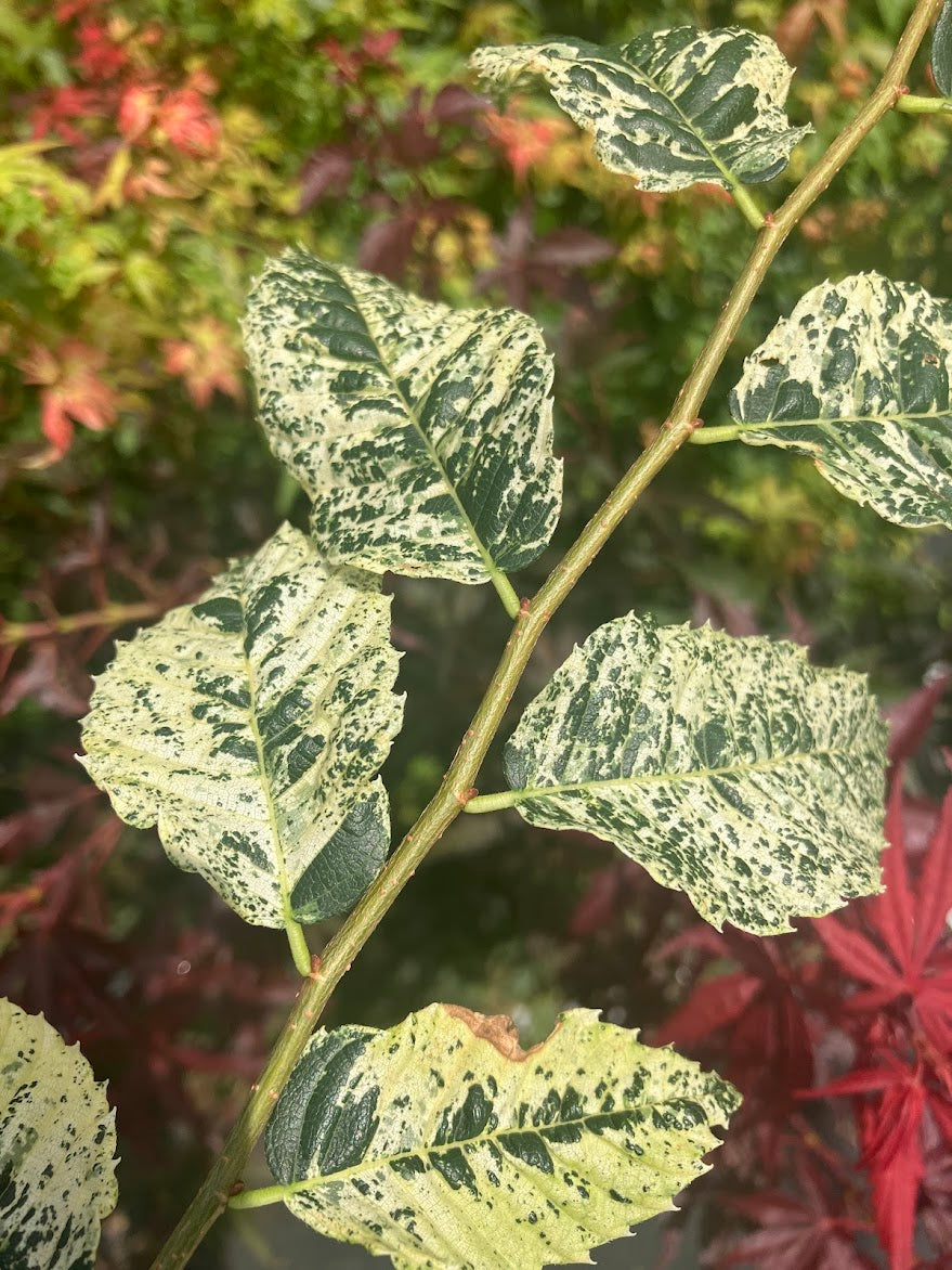 Zelkova serrata 'Goshiki'