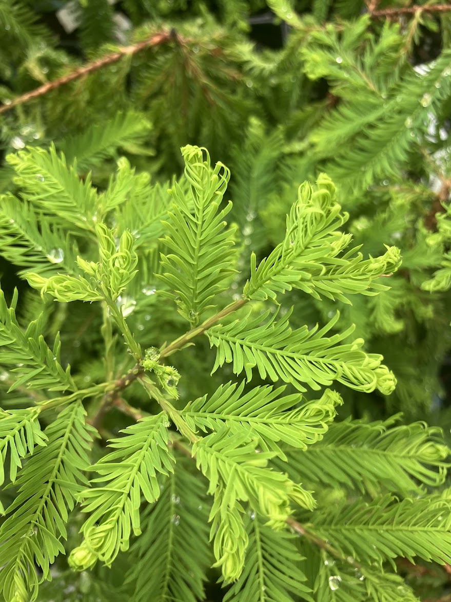 Taxodium distichum 'Hurley Park'