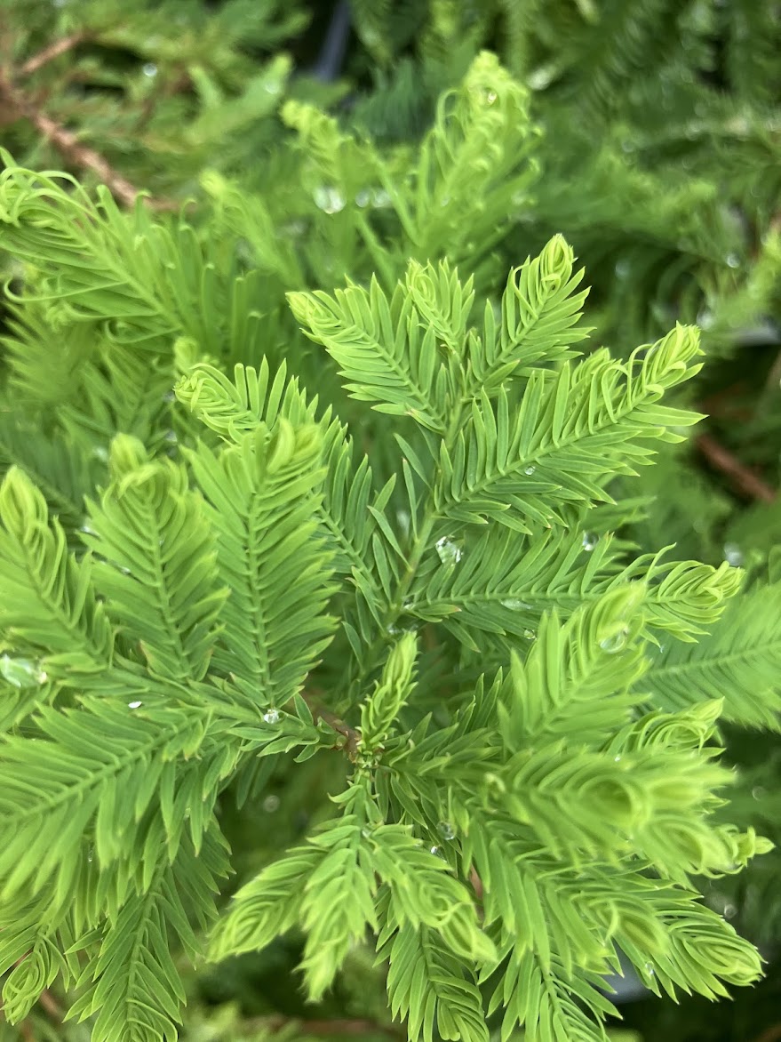 Taxodium distichum 'Hurley Park'
