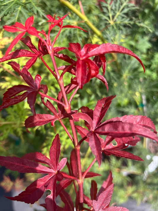 Acer palmatum 'Red Cloud'