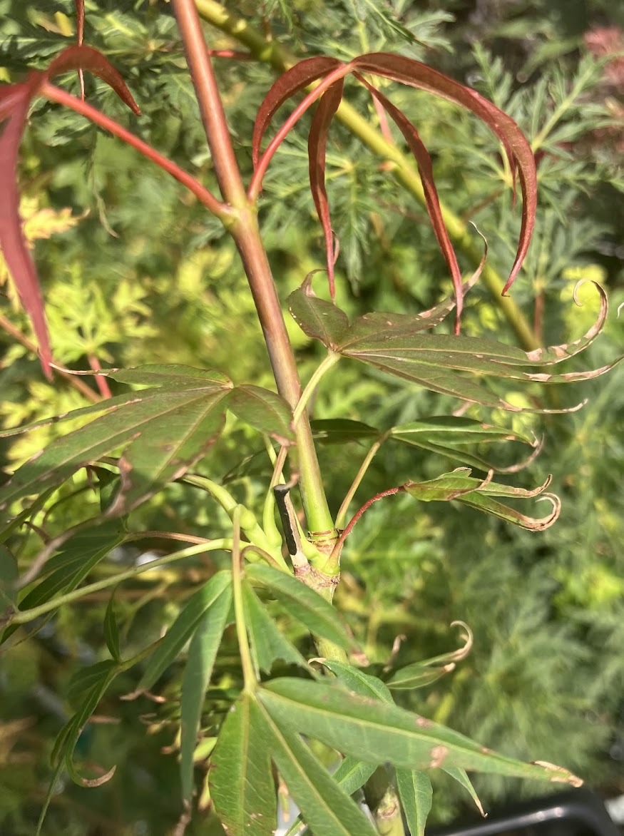 Acer palmatum 'Red Cloud'
