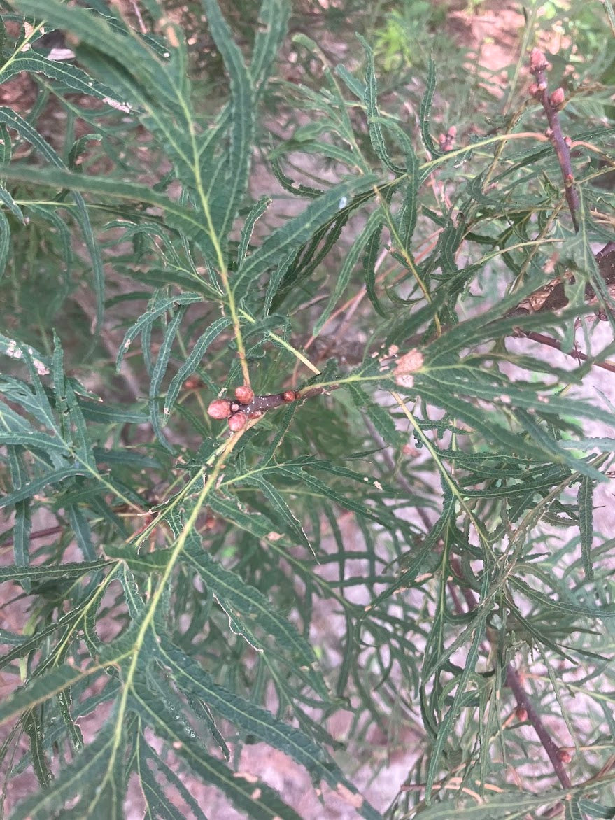 Quercus robur 'Pectinata'