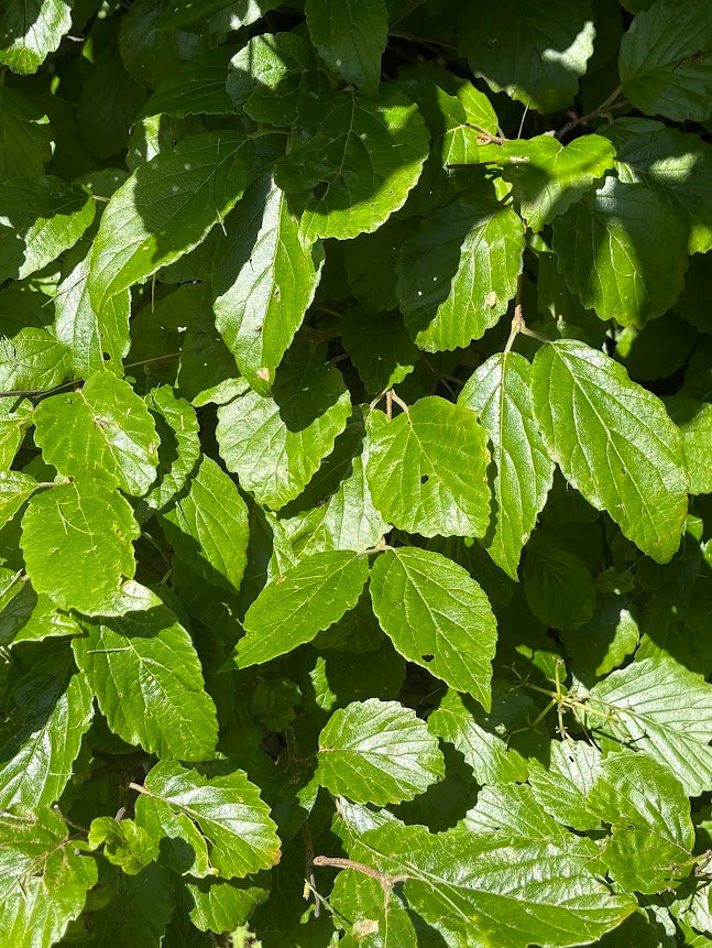 Viburnum dentatum var. 'Deanii'