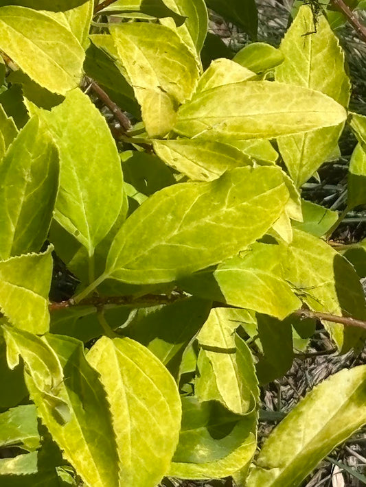 Forsythia x intermedia 'Rebel'