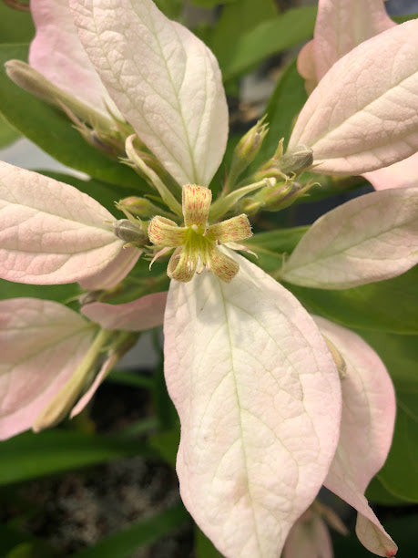 Pinckneya bracteata 'Precocious'