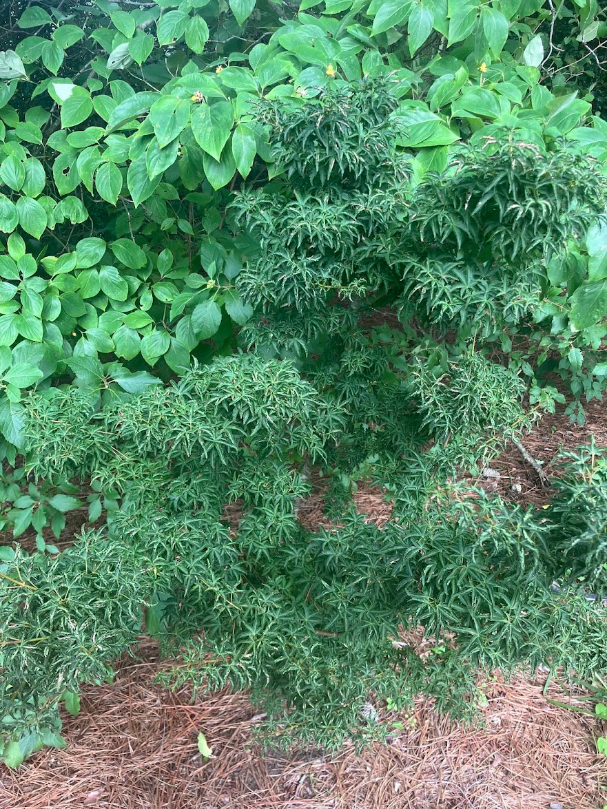 Acer palmatum 'Meijishi' – Garden Treasures Nursery