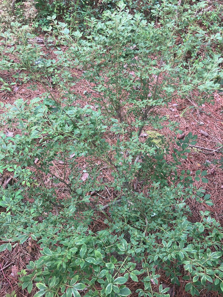 Euonymus alatus "Yellow Margined" EXTREMELY RARE!