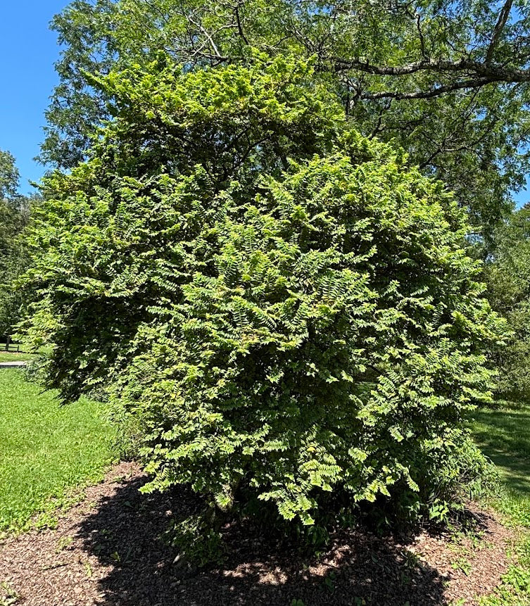 Ulmus x hollandica 'Jacqueline Hillier'