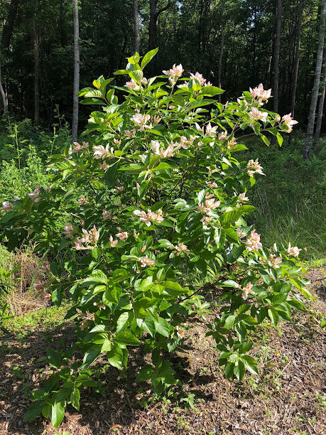 Pinckneya bracteata 'Precocious'