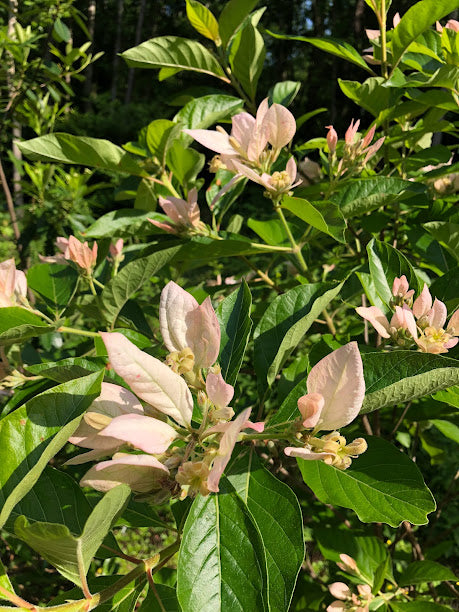 Pinckneya bracteata 'Precocious'