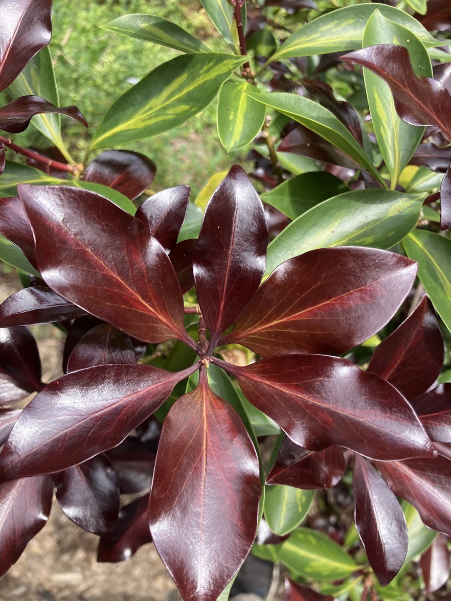 Illicium anisatum 'Murasaki No Sato'