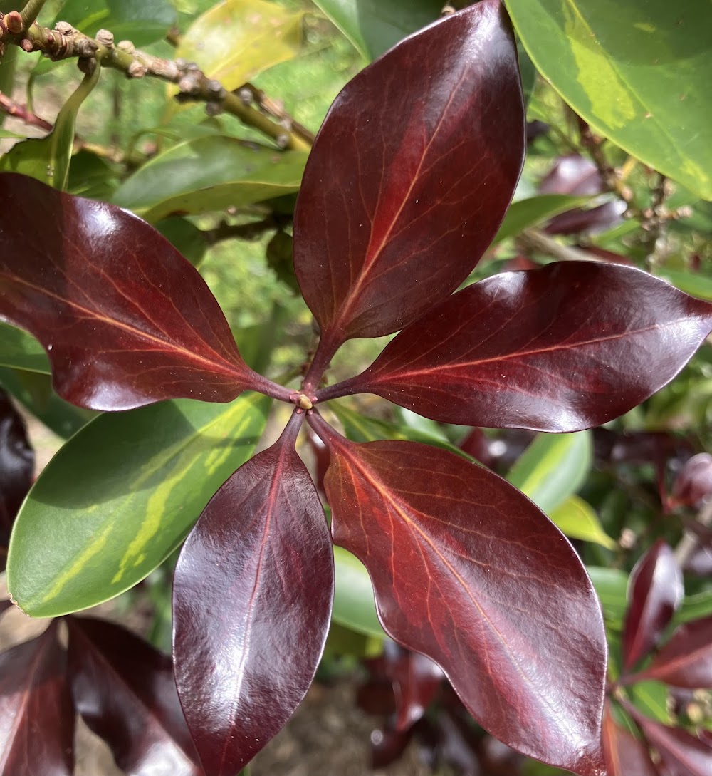 Illicium anisatum 'Murasaki No Sato'