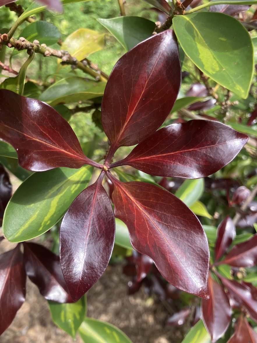 Illicium anisatum 'Murasaki No Sato'