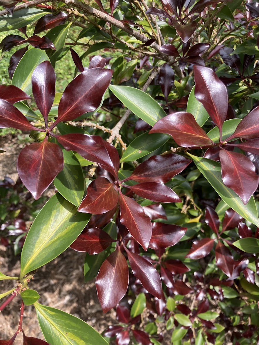 Illicium anisatum 'Murasaki No Sato'