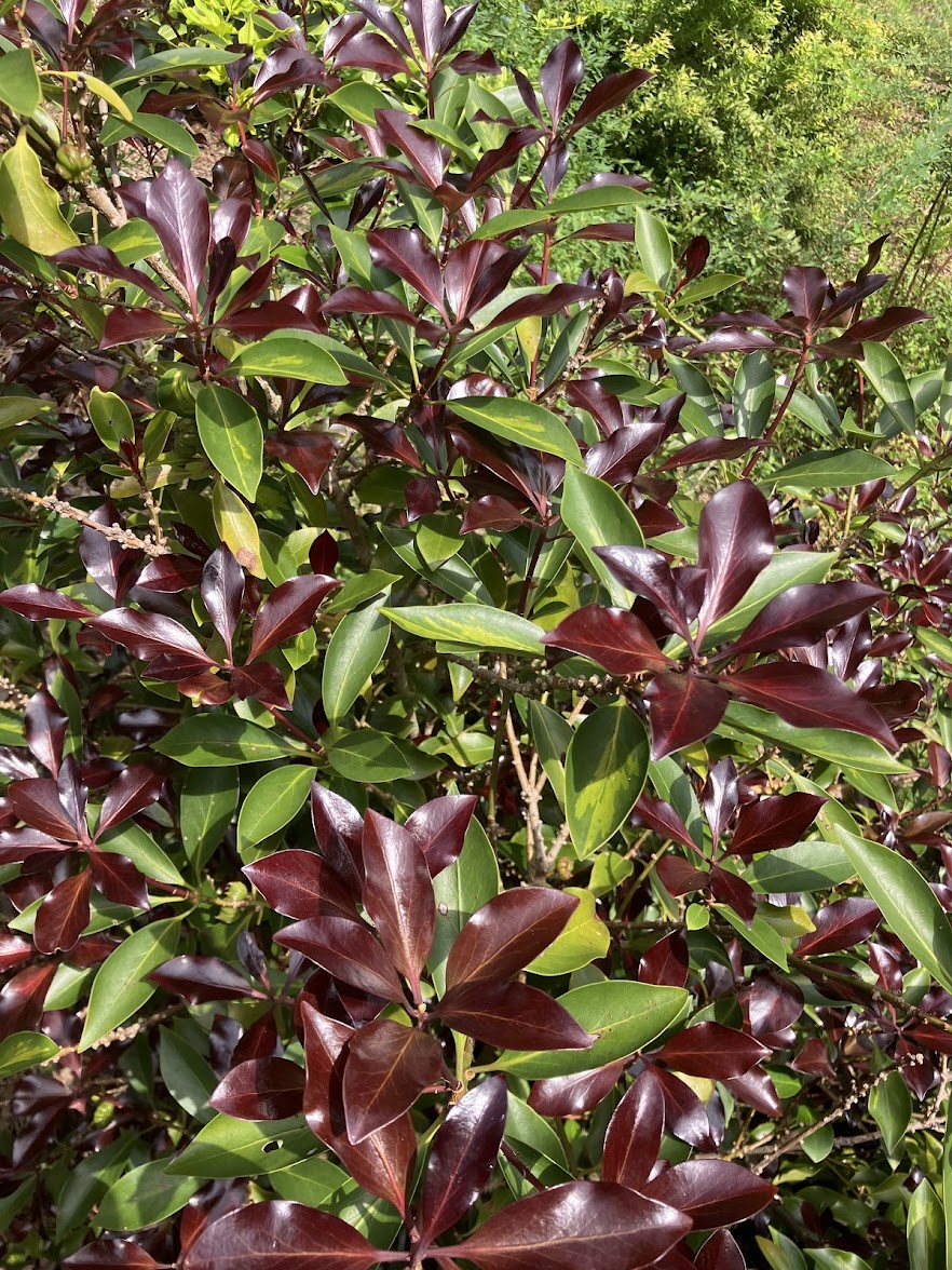 Illicium anisatum 'Murasaki No Sato'