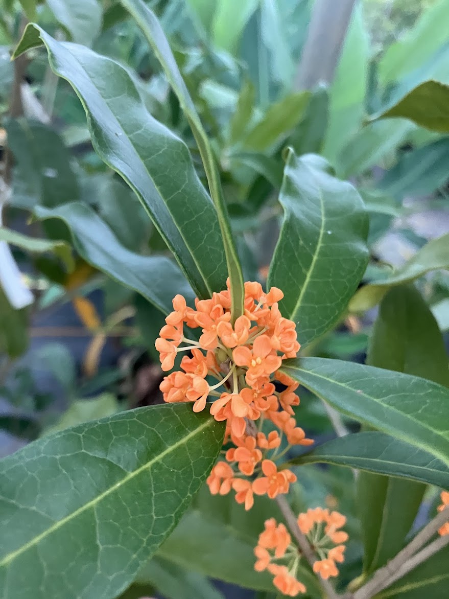 Osmanthus fragrans 'Beni Kin Mokusei