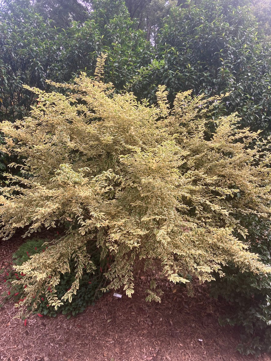 Callicarpa dichotoma 'Duet'