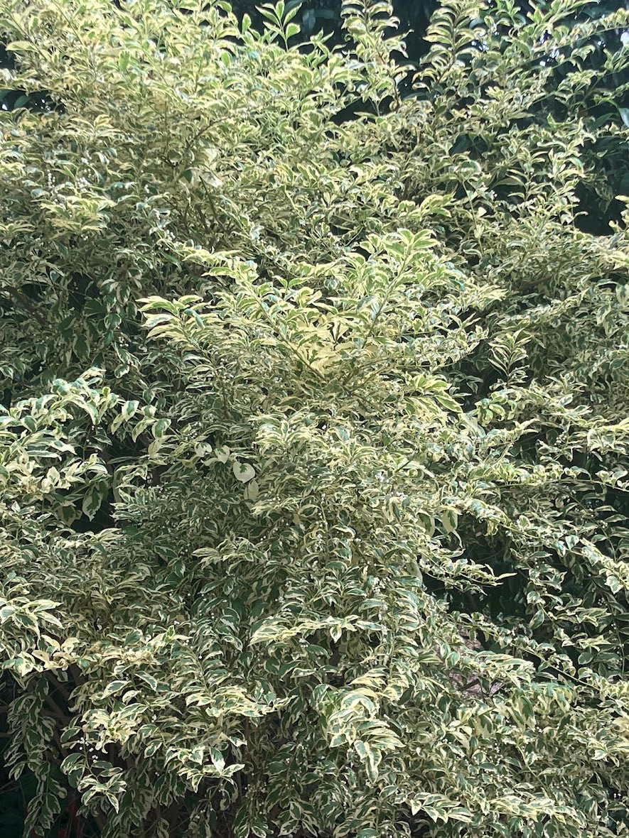 Callicarpa dichotoma 'Duet'