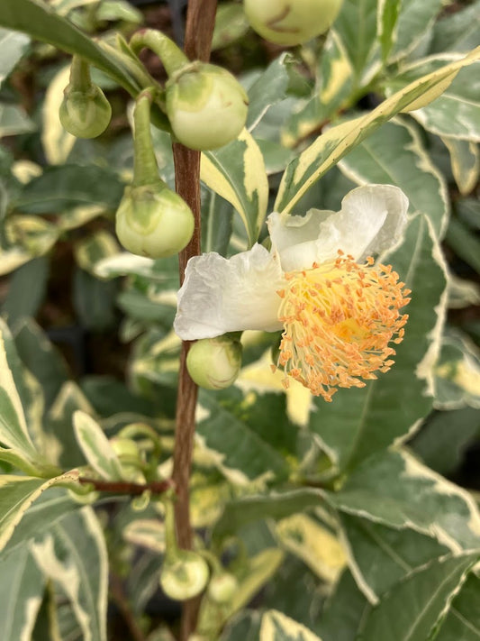 Camellia sinensis 'Fuiri' RARE