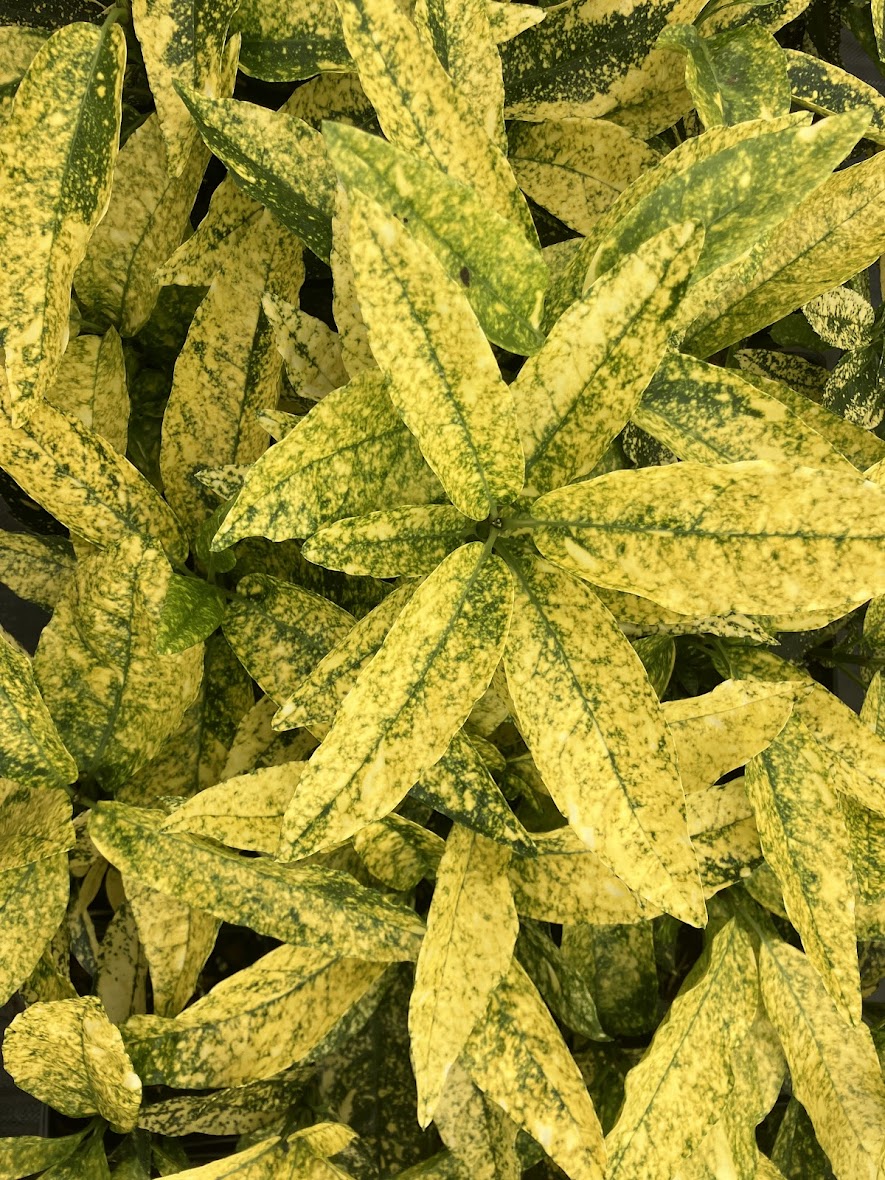 Aucuba japonica 'Daisuke's Tiger