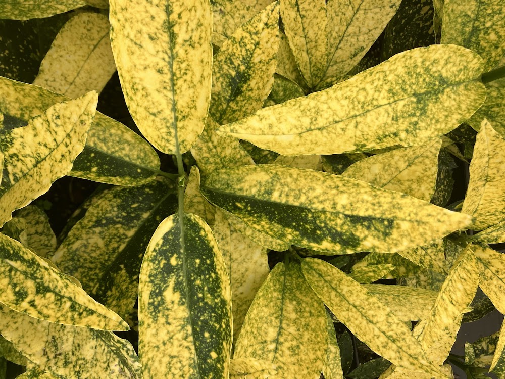 Aucuba japonica 'Daisuke's Tiger