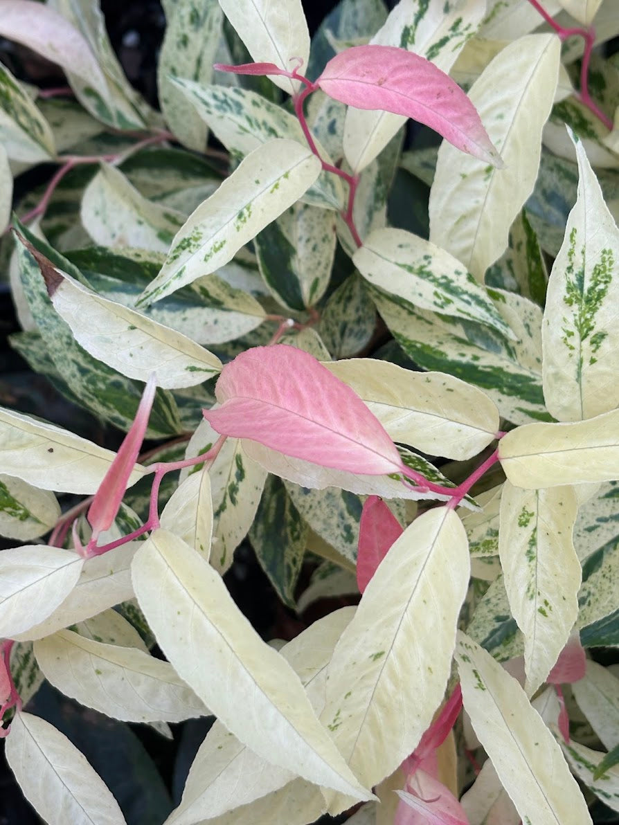 Leucothoe axillaris 'Dodd's Variegated'