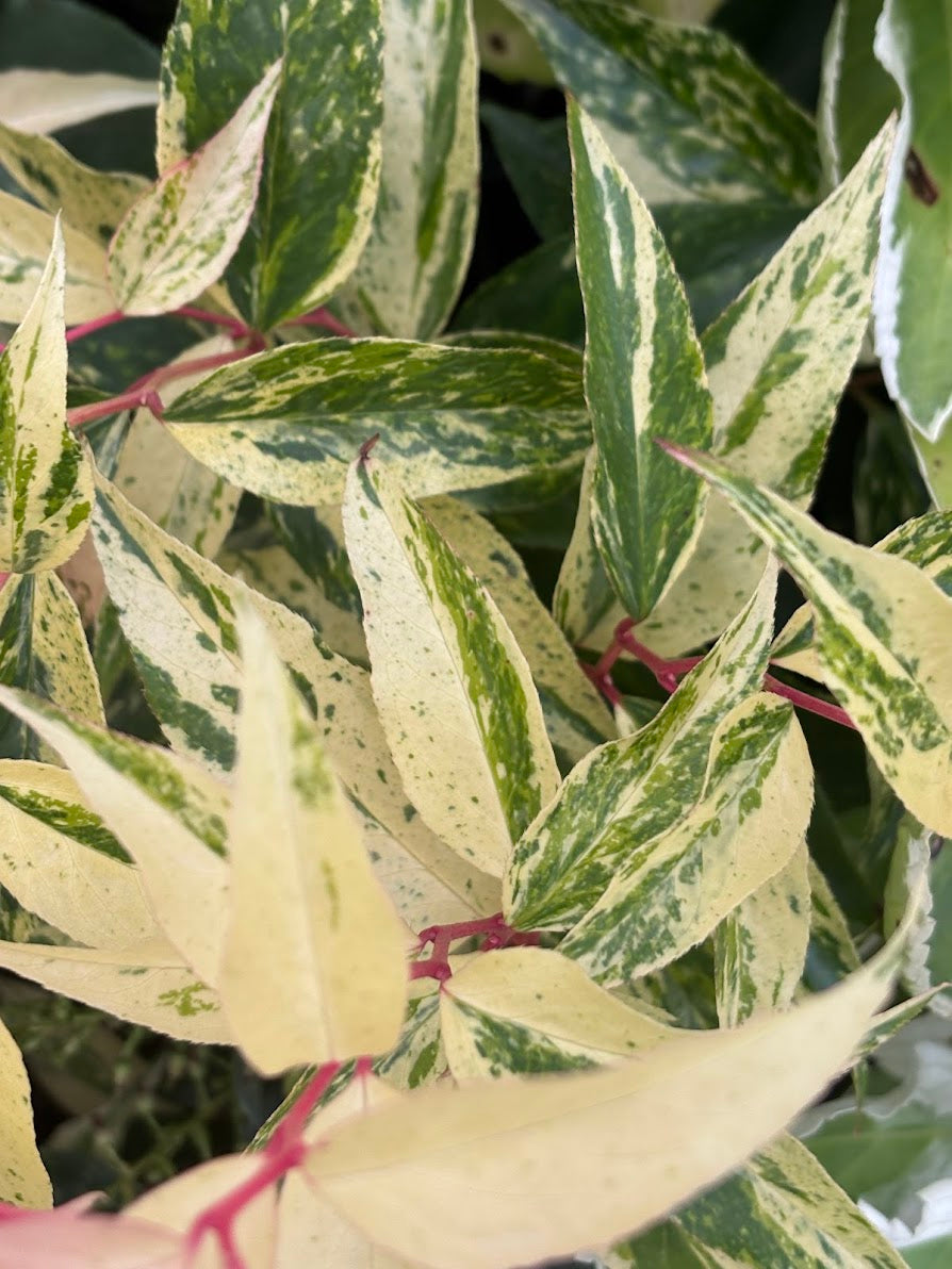 Leucothoe axillaris 'Dodd's Variegated'