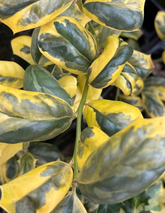 Ilex cornuta 'O'Spring'