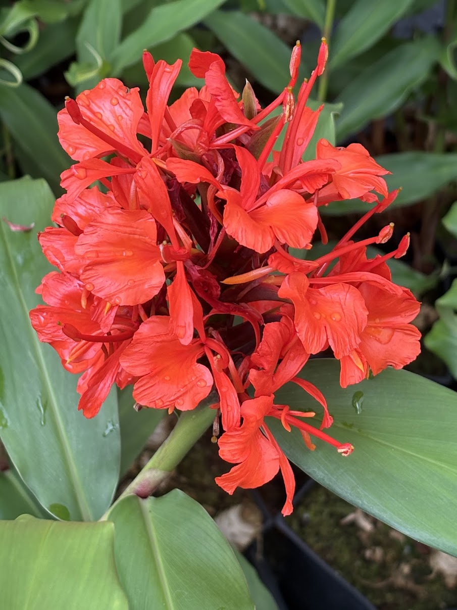 red ginger lily flower Hedychium deceptum – Garden Treasures Nursery