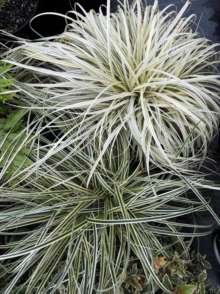 Carex 'Lunar Falls' ppaf - RARE! EXCLUSIVE NEW GARDEN TREASURES RELEASE!!!