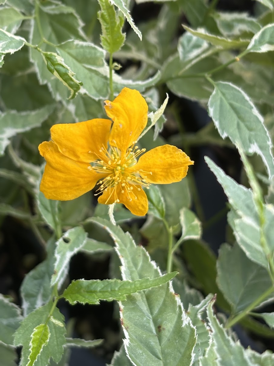 Kerria japonica 'Variegata'