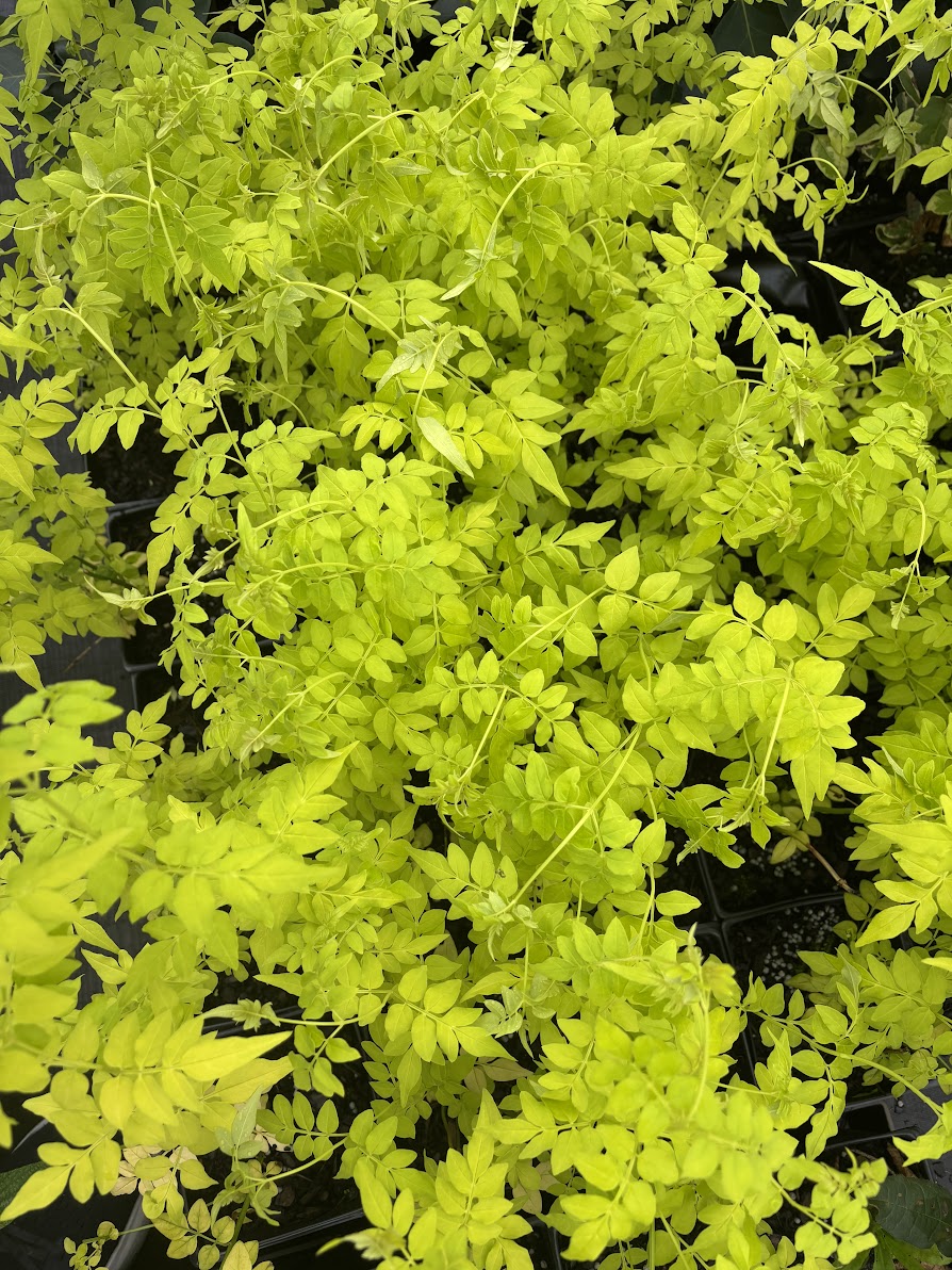 Jasminum officinale 'Fiona Sunrise'