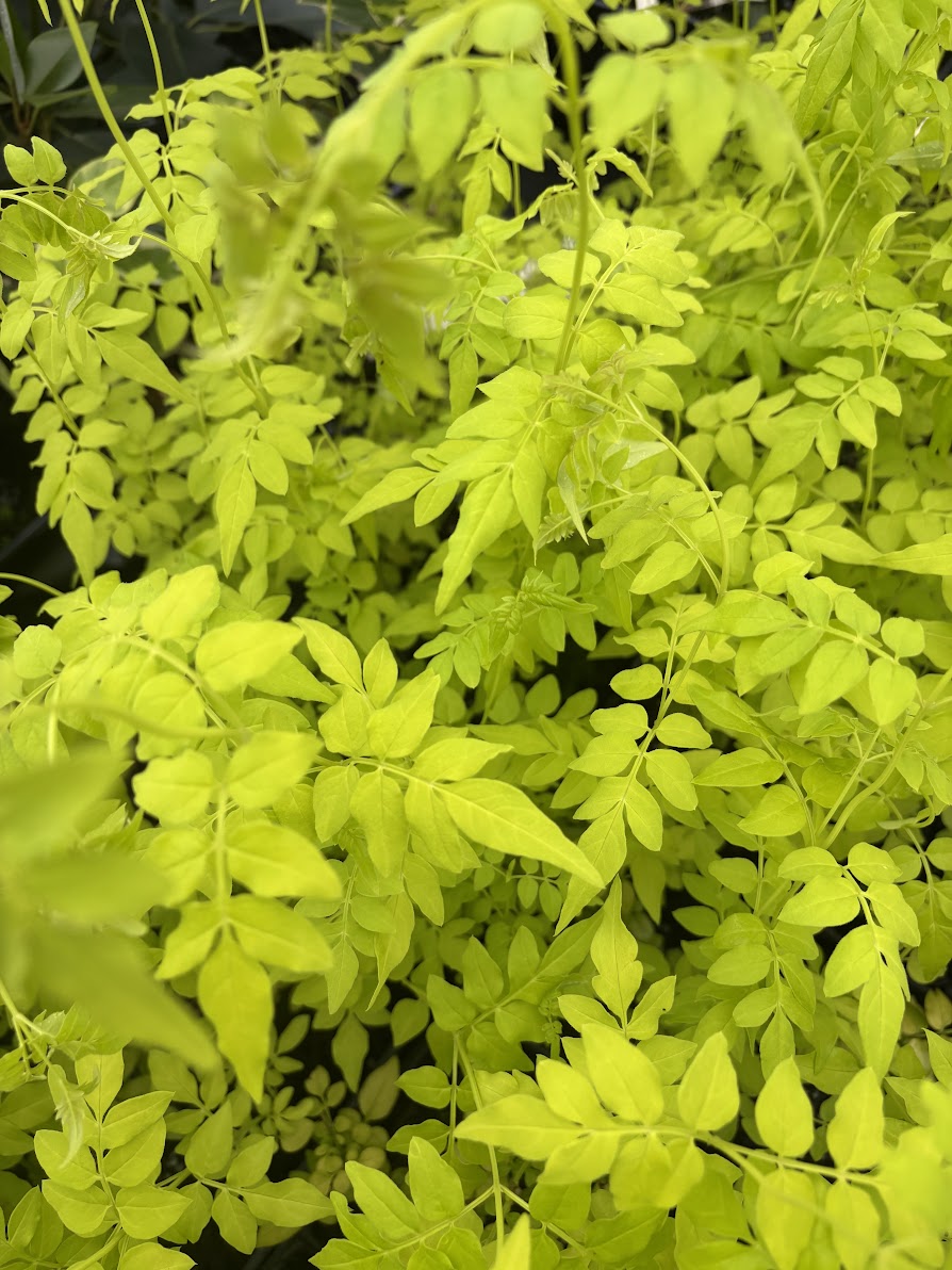 Jasminum officinale 'Fiona Sunrise'