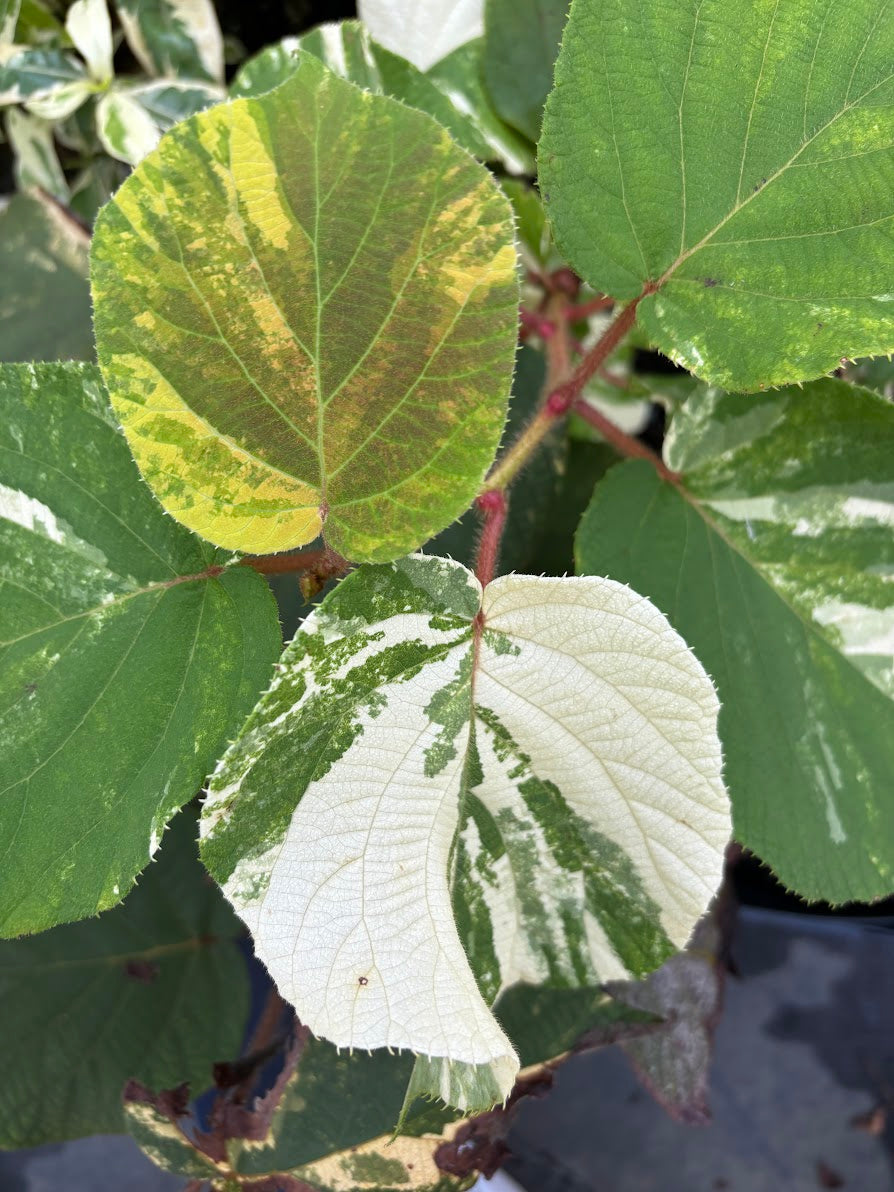 Actinidia chinensis "Variegated" EXTREMELY RARE!!!
