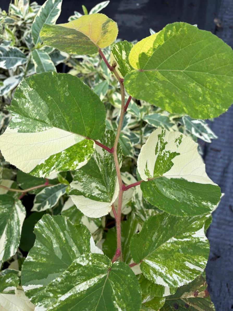 Actinidia chinensis "Variegated" EXTREMELY RARE!!!
