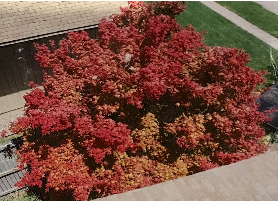 Acer palmatum 'Illinois Sunrise'