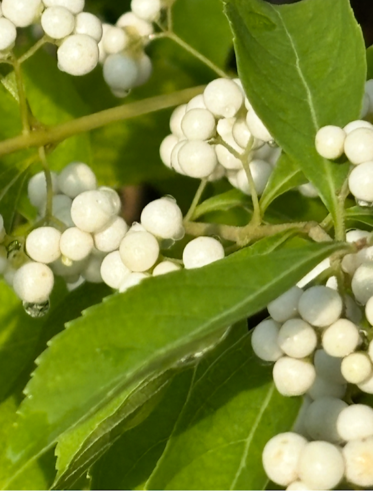 Callicarpa dichotoma 'Leucocarpa'