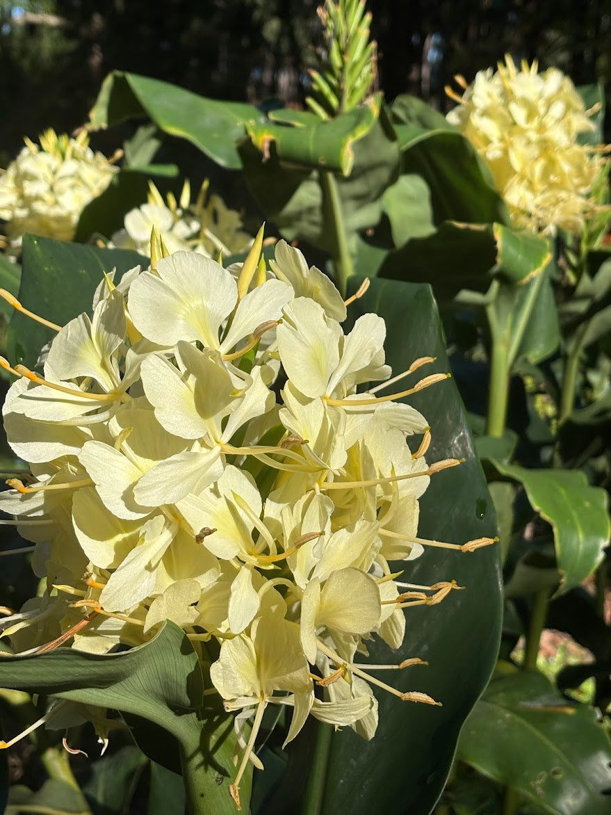 Hedychium gardnerianum
