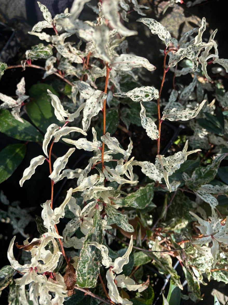 Kadsura japonica 'Beni Fubuki'