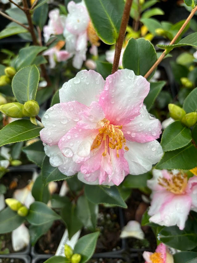 Camellia x 'Night Glow' EXCLUSIVE NEW GARDEN TREASURES RELEASE! RARE!!!