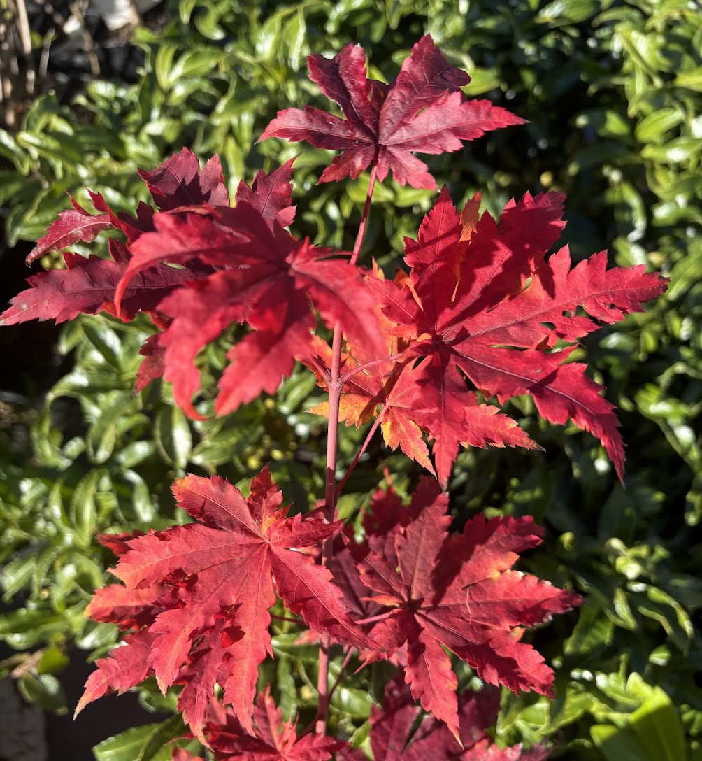 Acer japonicum 'Frigging Breathtaking' EXCLUSIVE NEW RELEASE! RARE!!!