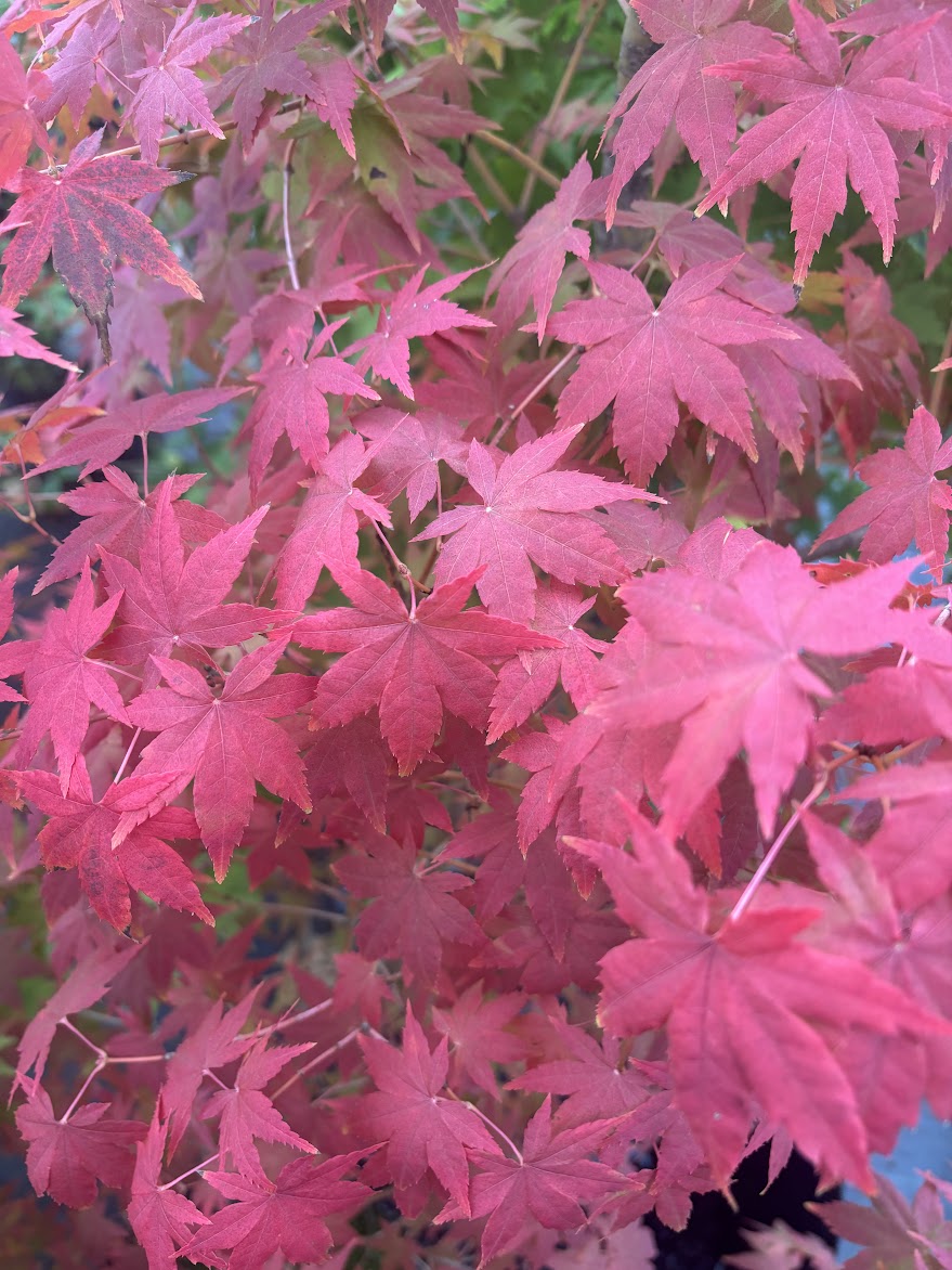 Acer palmatum 'Sunburst' EXCLUSIVE GARDEN TREASURES NEW RELEASE - RARE!!!