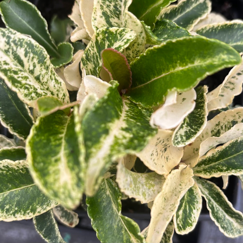 Ardisia crenata "White Margined"